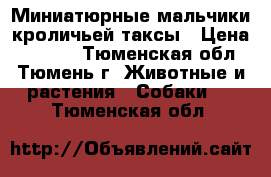 Миниатюрные мальчики кроличьей таксы › Цена ­ 6 500 - Тюменская обл., Тюмень г. Животные и растения » Собаки   . Тюменская обл.